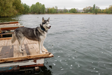 Siberian Husky for a walk in the park near the lake.