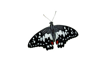 beautiful black and white butterfly isolated on white background