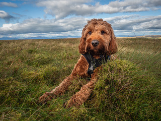 A cockapoo lying on the grass on a Scottish hillside