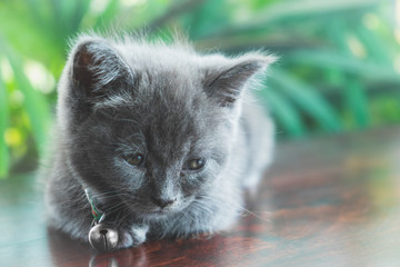 sad cute kitten on wooden table with tree background