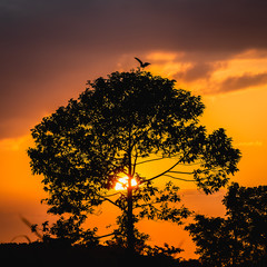 silhouette bird on the tree with sunset