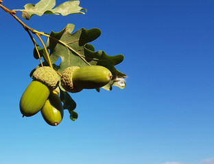 acorns oak tree leaves isolated on blue sky autumn © sea and sun
