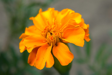 Orange french marigold (Tagetes patula) with green and gray background in the organic garden