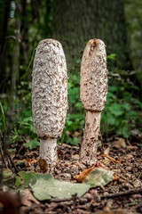 Pilze im Wald