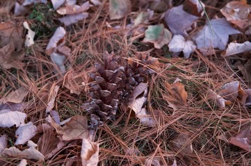 autumn leaves