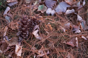 pine cone