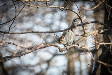 Squirrel hopping through bare trees in winter