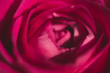 red rose macro