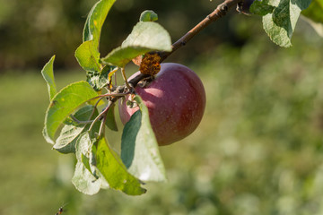 Red apples rustic harvest September 2019