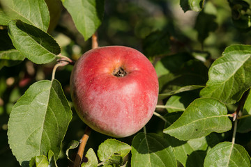 Red apples rustic harvest September 2019