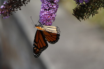 Monarch Butterfly at summer lilac flowers purple