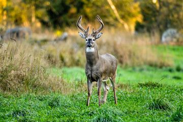 Naklejka na ściany i meble White-tailed deer stag is ready to be challenged...with attitude.