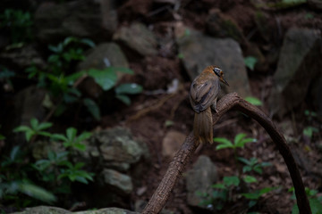 Greater-necklaced laughingthrush