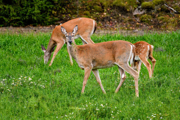 Deers are having a lunch break in the evening.