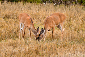 Deer family members are greeting each others.