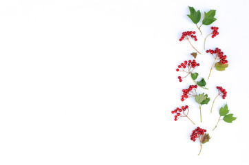 Sprigs of viburnum with leaves on an isolated white background.