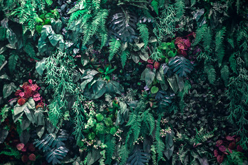 Fototapety  Piękne tło natury pionowego ogrodu z tropikalnym zielonym liściem