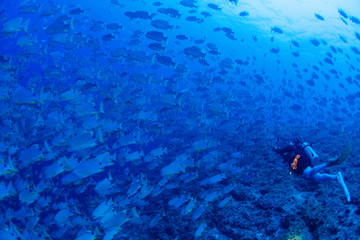 パラオ_ペリリュー_スキューバダイビング