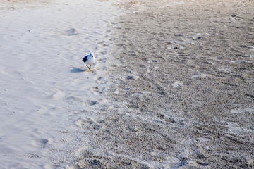 Möwe am Strand auf Amrum