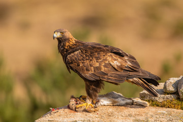 A Golden Eagle landed on a prey. Photographed in the wild in Spain