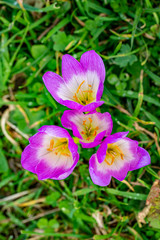 Fototapeta premium the beauty of nature chamomile and natural life