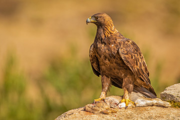 A Golden Eagle landed on a prey. Photographed in the wild in Spain - obrazy, fototapety, plakaty