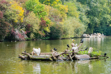Pelikane und Kormorane auf Seeinsel