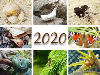 photo collage with white dove, insect, snail and snake for year 2020