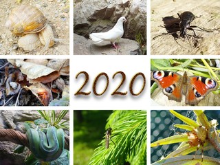 photo collage with white dove, insect, snail and snake for year 2020