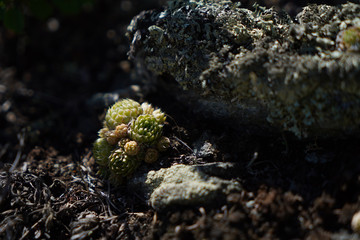 Little cactus is growing on mossed stone