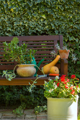 Garden flowers in flower pots