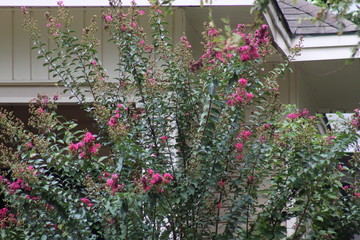 flowers in greenhouse