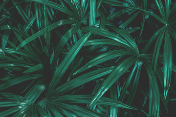 abstract green leaf texture, nature pattern background, tropical leaf