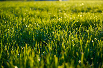 Field of green grass with drops of morning dew