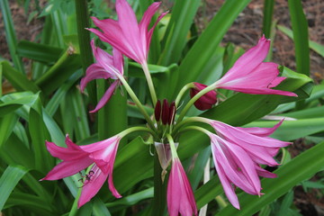 Obraz premium pink lily in garden