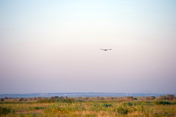 Steppe eagle flying over the steppe 