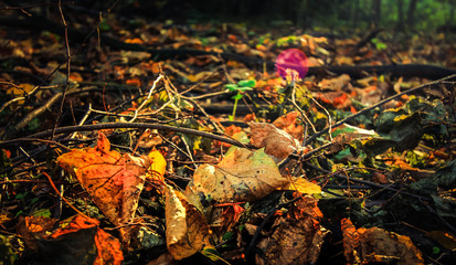 Autumn leaves lying on the darkened autumn ground