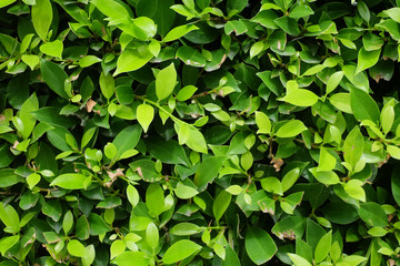 green leaves background