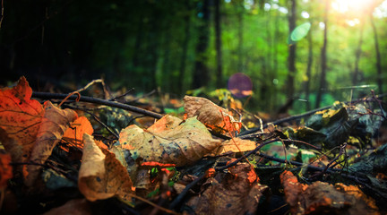 Autumn leaves lying on the darkened autumn ground