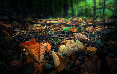 Autumn leaves lying on the darkened autumn ground