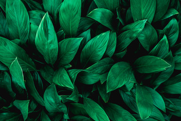 Naklejka na ściany i meble closeup nature view of green leaf in garden, dark wallpaper concept, nature background, tropical leaf