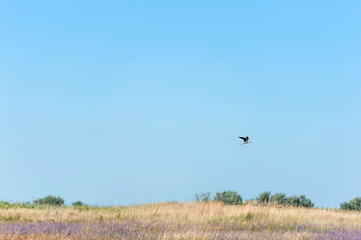 Flying heron over the steppe