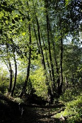 trees in the forest