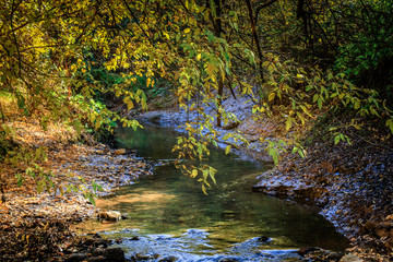 A creek flowing through the forest.