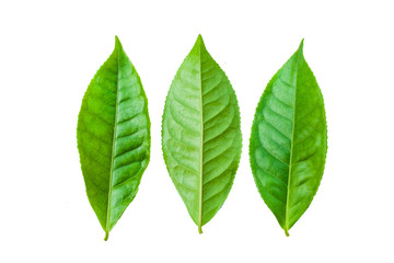 green leaves isolated on white background, fresh green tea leaves