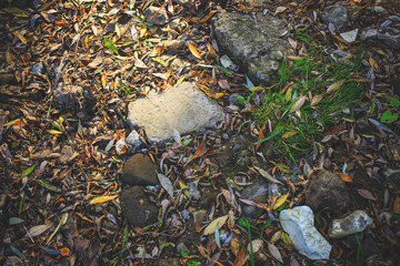 Autumn forest, lit by the sun, yellow scattering of leaves.