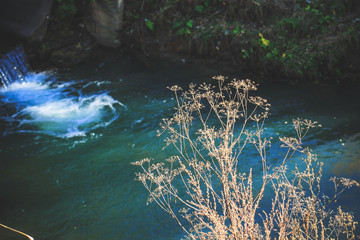 Against the background of blue running water, a light brown silhouette of a dry umbrella plant.