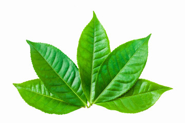 green leaves isolated on white background, fresh green tea leaves