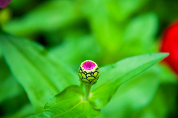 Bud of purple flower Zinnia elegans