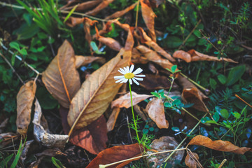 On the bright green grass are brown boats of dry leaves, through which a white delicate flower has grown.